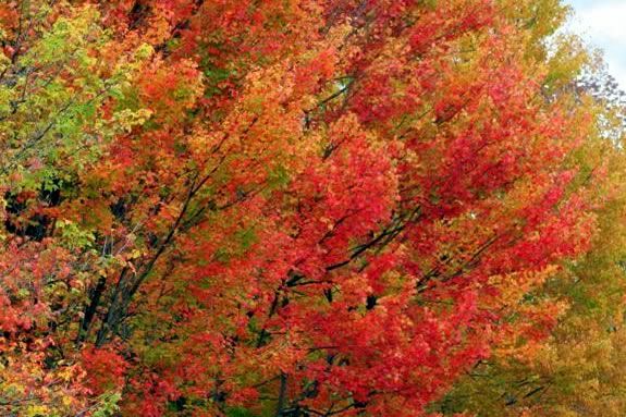Fall Foliage Day at Ward Reservation Fall Foliage Day at Ward Reservation
