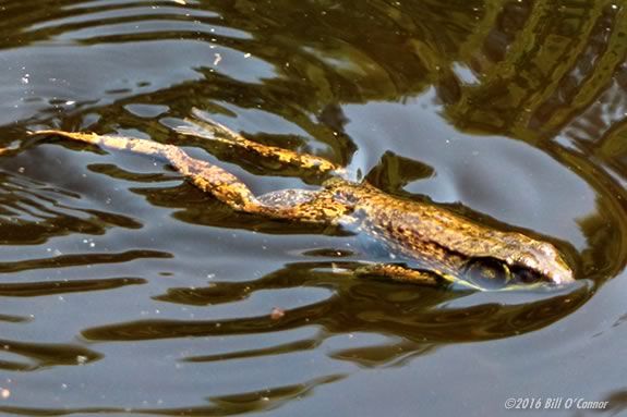 Come lear about frogs, turtles and waterbugs at Mass Audubons' Joppa Flats Center in Newburyport! 