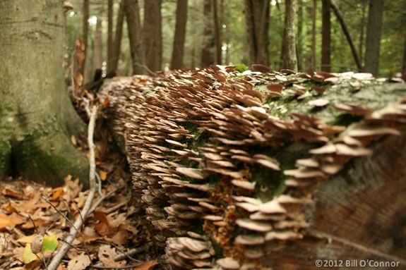 A fallen tree becomes a habitat for many creatures and forms of life. Come leartn all about it at Ipswich River Wildlife Sanctuary. A fallen tree becomes a habitat for many creatures and forms of life at IRWS.