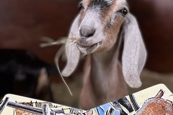 Kids can meet the barnyard animals and hear a story at Appleton Farms in Ipswich Massachusetts. Kids can meet the barnyard animals and hear a story at Appleton Farms in Ipswich Massachusetts.