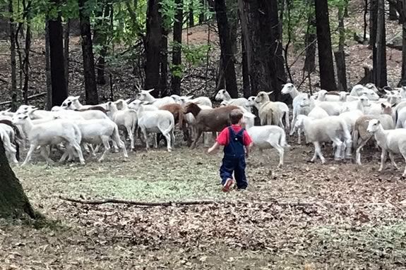 Meet the Lambs and Farm Tour at Goat to Go in Georgetown Massachusetts