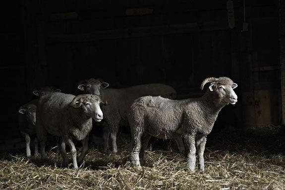 Tour Green Meadow Farm as part of Trails and Sails