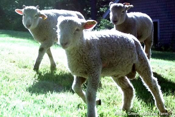 Green Meadows Farm invites families to Meet the Lambs Day! 