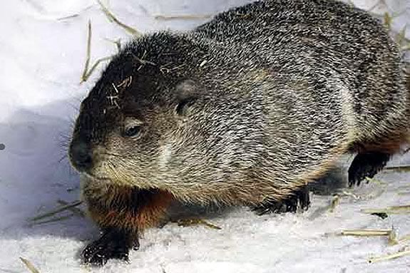 Take a closer look at Groundhog Day with the naturalists at Ipswich River Sanctuary Take a closer look at Groundhog Day with the naturalists at Ipswich River Sanctu