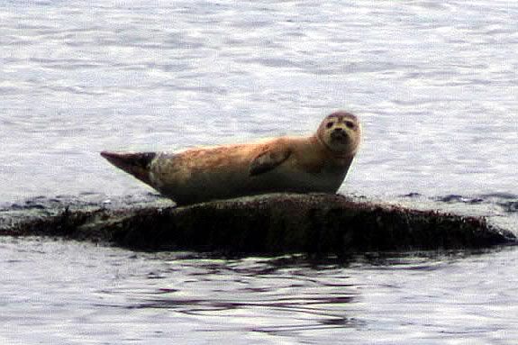 Walk on th Wild side with Harbor Seals at Joppa Flats Education Center! Walk on the Wild side with Harbor Seals at Joppa Flats Education Center!