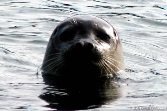 Search for seals in the Merrimack Estuary with Joppa Flats Education Center!