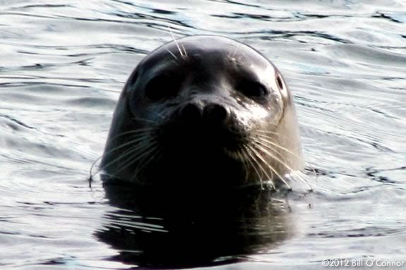 Search for seals in the Merrimack Estuary with Joppa Flats Education Center aboard the Yankee Clipper out of Newburyport! Search for seals in the Merrimack Estuary with Joppa Flats Education Center!