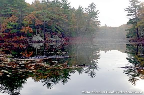 Walk the trails in a group at Harold Parker State Forest for some post-Thanksgiving excercise!