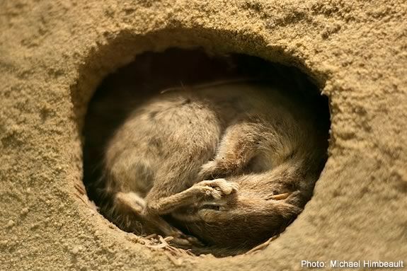 Kids wil learn about animals that hibernate with naturalists from Mass Audubon!