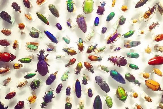 Kids and families are invited to learn about bugs at the Harvard Museum of Natural History.