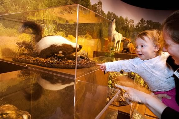 The New England Forest Exhibit at Harvard's Museum of Natural History