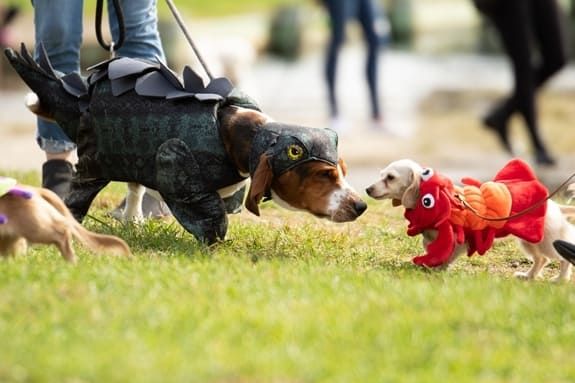 Howl-o-ween Pet Costume Parade, Haunted Halloween Salem Haunted Happenings Howl-o-ween Pet Costume Parade, Haunted Halloween Salem Haunted Happenings