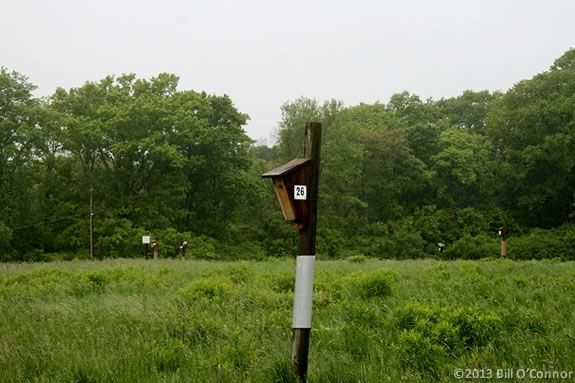 Explore the fields at Mass Audubon's Ipswich River Wildlife Sanctuary!