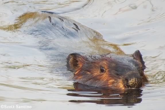 Kids will learn about beavers at Ipswich River Wildlife Sanctuary. Photo: American Beaver ©Scott Santino 