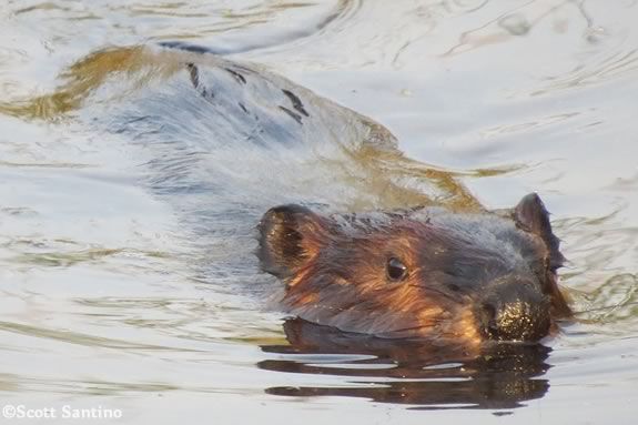 Join us as we look for elusive river mammals at Ipswich River Wildlife Sanctuary. Photo: American Beaver ©Scott Santino Join us as we look for elusive river mammals at Ipswich River Wildlife Sanctuary. Photo: American Beaver ©Scott Santino