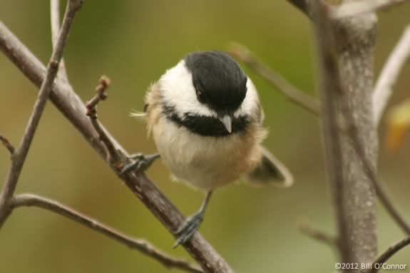 Kids and families will learn about winter survival skills that birds use in the winter at Parker River Wildlife Refuge!  