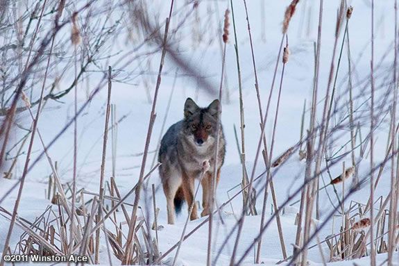 Find out where coyotes get food and how they keep warm through the winter.