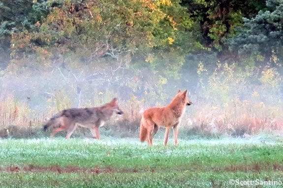 Kids ages 5-11 are invited to Ipswich river Wildlife Sanctuary during February Vacation to learn about carnivores