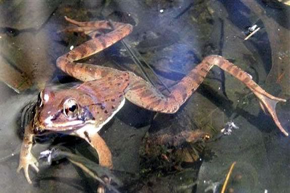 Come see what you find when you skim the muck at the bottom of the pond in IRWS.