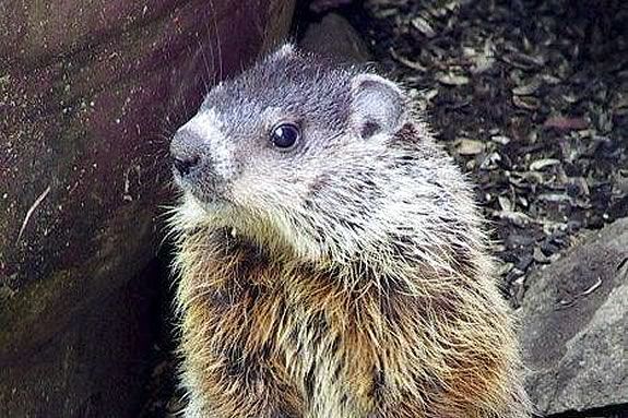 Celebrate Groundhog Day with The Trustees of Reservation at the Crane Estate in Ipswich Massachusetts!