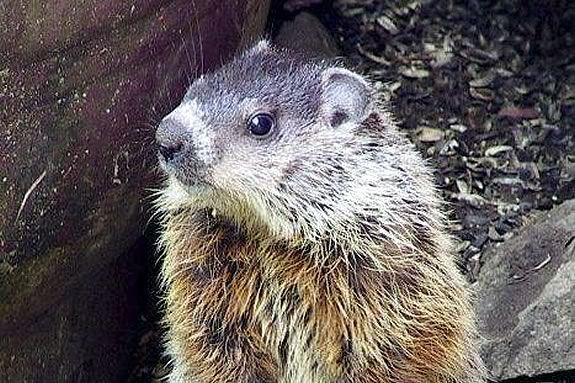 Celebrate Groundhog Day with Mass Audubon's Ipswich River Wildlife Sanctuary in Topsfield! Celebrate Groundhog Day with Mass Audubon's Ipswich River Wildlife Sanctuary in Topsfield! Photo: Ipswich River Wildlife Sanctuary