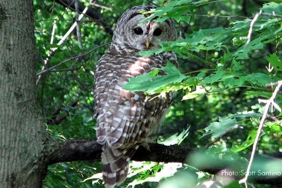 At ipswich River Wildlife Sanctuary we'll look and listen for owls as we paddle
