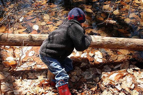 Kids will get a close-up look at creatures and bugs that live in ponds and other wetlands at Ipswich River Wildlife Santuary during April vacation! Kids will get a close-up look at creatures and bugs that live in IRWS wetlands.