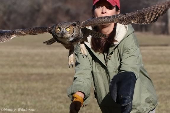 Jane Kelly of On the Wing rehab in Epping NH releases an rehabbed owl Jane Kelly of On the Wing rehab in Epping NH releases an rehabbed owl