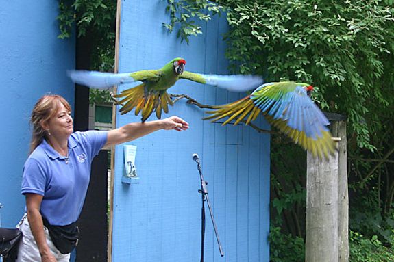 Stone Zoo New England Bird Show exhibit Summer Program Event northshore children