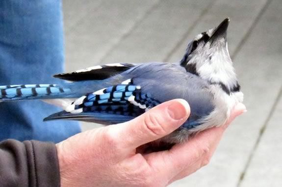 Kids will learn about local and migrating birds at Joppa Flats Education Center in Newburyport Massachusetts Kids will learn about local and migrating birds at Joppa Flats Education Center in Newburyport Massachusetts