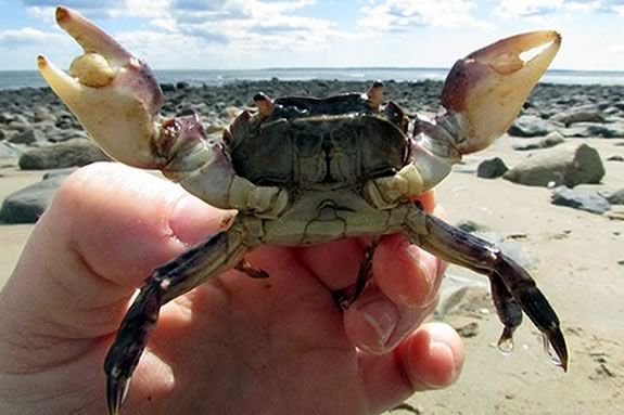 Explore the tide pools of Sandy Point Reservation with Joppa Flats Educators in Ipswich Massachusetts