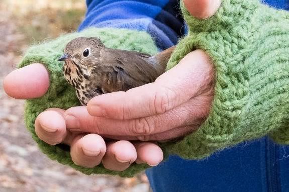 Meet some of the birds that you'll find in your yard at Joppa Flats Education Center! Meet some of the birds that you'll find in your yard at Joppa Flats Education Center!