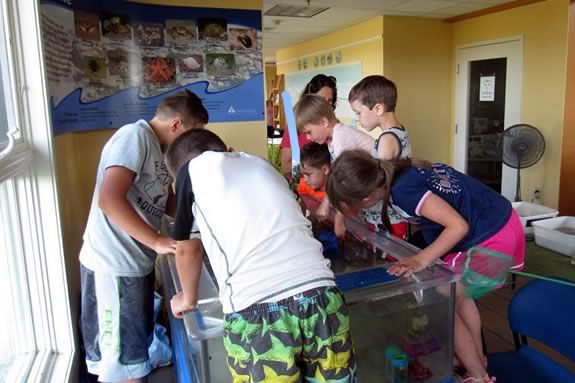 You can look at and touch the creatures in Joppa Flats Educations Center touch tank in Newburyport, Massachusetts