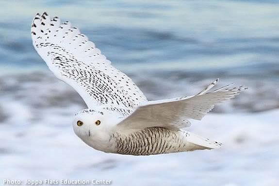 Kids will learn about winter raptors at the Joppa Flats Center in Newburyport!