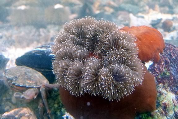 You can look at, AND touch the creatures in Joppa Flats touch tank! Feeding time is a lot of fun!