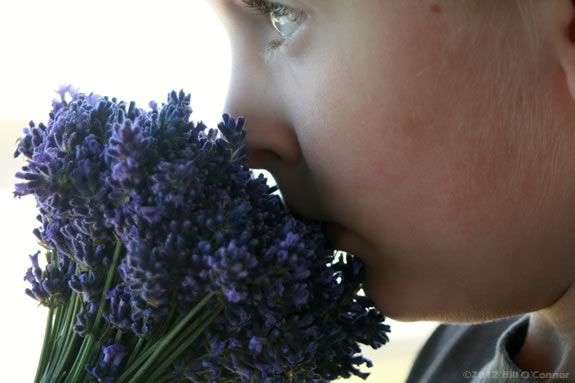 Flowers are for Kids, too! Learn about these special flowers that cover the land that is Maudslay State Park in Newburyport Massachusetts Flowers are for Kids, too! Learn about these special flowers that cover the land that is Maudslay State Park in Newburyport Massachusetts