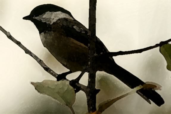 Study late fall birds, then paint them with Brenda Sloane in watercolor at IRWS