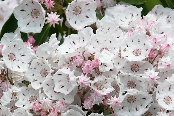 Maudslay State Park has one of the best shows of flower bloom in the Commonwealt