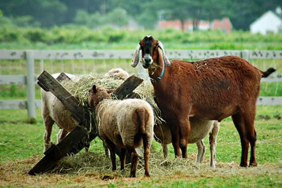 Farm Friends a program for preschoolers at Spencer Peirce Little Farm Newbury Massachusetts! Farm Friends a program for preschoolers at Spencer Peirce Little Farm Newbury Massachusetts!