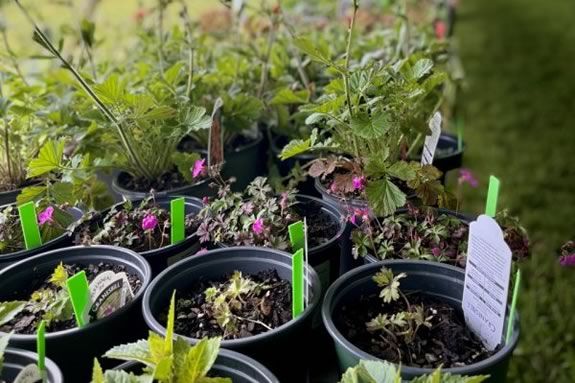 The Trustees of Reservations Long Hill Plant Sale - a North Shore tradition in Beverly Massachusetts