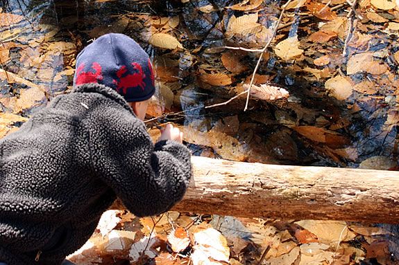 The Vernal Pools at Agassiz Rock in Manchester are teeming with Spring peepers.