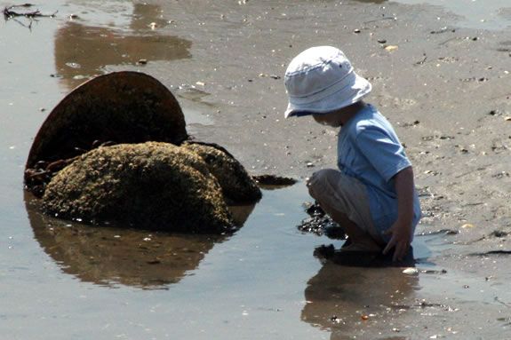 Go on a low tide exploration at Grace Oliver Beach in Marblehead