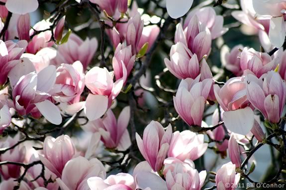 Magnolia flowers are just one of the flowering trees you'll see at Maudslay State Park along the Merrimack River in Newburyport, Massachusetts