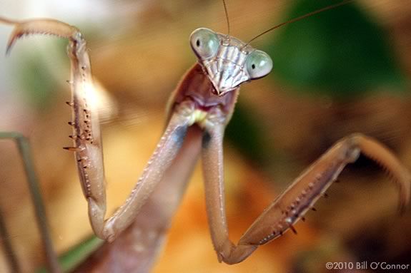 Explore the world of bugs in your backyard at the Stevens-Coolidge Place