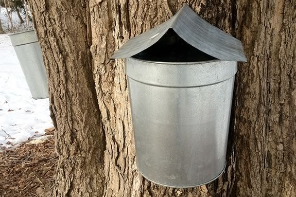 Teens will learn about maple sugaring at Appleton Farms in Ipswich MA!
