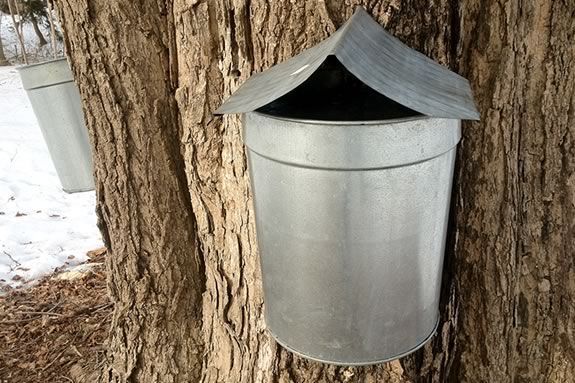 Teens will learn about maple sugaring at Appleton Farms in Ipswich MA!