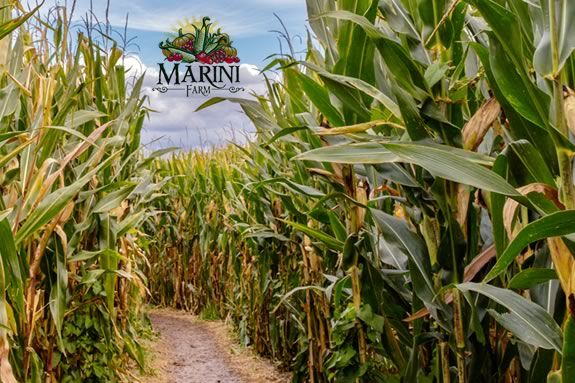 The 2022 Marini Farm Corn Maze in Ipswich Massachusetts! 