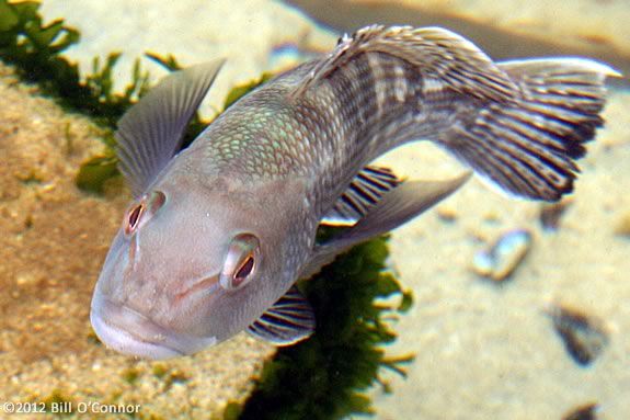 Kids are invited to come to Maritime Gloucester for a Catch of the Day Session