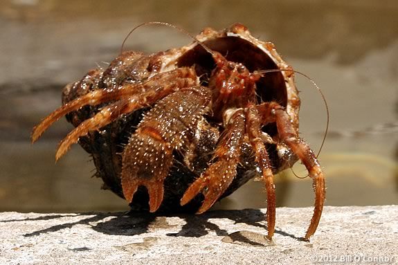 Hermit Crabs are natural decorators of their homes.  Preschoolers will find out more at Joppa Flats Education Center in Newburyport. 