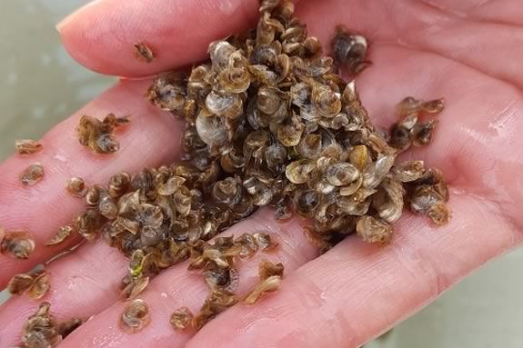 Join the team at Maritime Gloucester to learn all about oysters on the pier every Monday, Wednesday & Friday Join the team at Maritime Gloucester to learn all about oysters on the pier every Monday, Wednesday & Friday